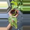 plant/Raphidaphora tetrasperma-1-thumbnail
