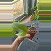 plant/Raphidaphora tetrasperma-0-thumbnail
