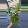 plant/Raphidaphora tetrasperma-1-thumbnail