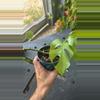plant/Raphidaphora tetrasperma-0-thumbnail