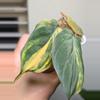 plant/Philodendron Mican Aurea Variegated 2 rooted cutting, Mican variegated, live pla-1-thumbnail
