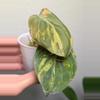 plant/Philodendron Mican Aurea Variegated 2 rooted cutting, Mican variegated, live pla-2-thumbnail