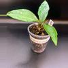 plant/1.5in Hoya Wild Flower.-0-thumbnail