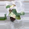 plant/6" Philodendron strawberry shake, live plant ,indoor plant-2-thumbnail