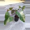 plant/6" Philodendron strawberry shake, live plant ,indoor plant-1-thumbnail