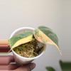 plant/Philodendron Mican Aurea Variegated 2 rooted cutting, Mican variegated, live pla-0-thumbnail