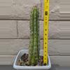 plant/Trichocereus Chalaensis Clone 'Larry LL07' - 13" Rooted Plant-7-thumbnail