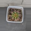 plant/Trichocereus Chalaensis Clone 'Larry LL07' - 13" Rooted Plant-3-thumbnail