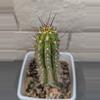 plant/Trichocereus Chalaensis Clone 'Larry LL07' - 13" Rooted Plant-0-thumbnail