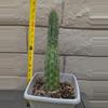 plant/Trichocereus Chalaensis Clone 'Larry LL07' - 13" Rooted Plant-6-thumbnail