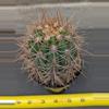 plant/Trichocereus tarijensis 'Poco' - Seed grown plant-0-thumbnail