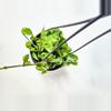 plant/Hoya Compacta Green Hindu Rope-2-thumbnail