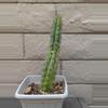 plant/Trichocereus Chalaensis Clone 'Larry LL07' - 13" Rooted Plant-4-thumbnail