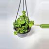 plant/Hoya Compacta Green Hindu Rope-1-thumbnail
