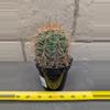 plant/Trichocereus tarijensis 'Poco' - Seed grown plant-4-thumbnail