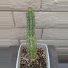 plant/Trichocereus Chalaensis Clone 'Larry LL07' - 13" Rooted Plant-2-thumbnail