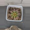 plant/Trichocereus Chalaensis Clone 'Larry LL07' - 13" Rooted Plant-1-thumbnail