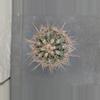 plant/Trichocereus tarijensis 'Poco' - Seed grown plant-1-thumbnail