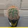 plant/Trichocereus tarijensis 'Poco' - Seed grown plant-2-thumbnail