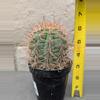 plant/Trichocereus tarijensis 'Poco' - Seed grown plant-3-thumbnail