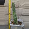 plant/Trichocereus Chalaensis Clone 'Larry LL07' - 13" Rooted Plant-5-thumbnail