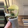 plant/Scindapsus Mangurai-2-thumbnail