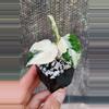 plant/Aglaonema Pictum Tricolor Variegated-0-thumbnail