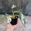 plant/Philodendron Emerald King-2-thumbnail