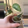 plant/Scindapsus Mayari-1-thumbnail