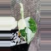plant/Aglaonema Pictum Tricolor Variegated-1-thumbnail