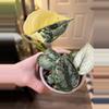 plant/Scindapsus Mangurai-1-thumbnail