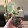 plant/Scindapsus Mayari-2-thumbnail