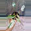 plant/Philodendron Emerald King-0-thumbnail