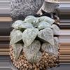 plant/10 - SEEDS Haworthia comptoniana 'Suisho'-1-thumbnail