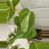 plant/Philodendron Rio-1-thumbnail