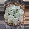 plant/10 - SEEDS Haworthia comptoniana 'Suisho'-0-thumbnail