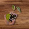 plant/Alocasia Odora Batik-1-thumbnail