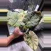plant/Alocasia regal shield mint corm-1-thumbnail