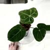 plant/Anthurium Hoffmanii x AOS “Indo/Green Form” in Cataphyll-0-thumbnail