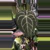 plant/Anthurium SKG Grey X Black Widow Michelle-0-thumbnail