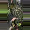 plant/Anthurium SKG Grey X Black Widow Michelle-2-thumbnail