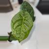 plant/Anthurium Dorayaki x Nigrolaminum “Gigi”-3-thumbnail