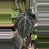 plant/Anthurium SKG Grey X Black Widow Michelle-1-thumbnail