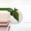 plant/Anthurium Dorayaki x Nigrolaminum “Gigi”-0-thumbnail