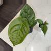 plant/Anthurium Dorayaki x Nigrolaminum “Gigi”-2-thumbnail