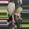plant/Anthurium SKG Grey X Black Widow Michelle-3-thumbnail