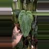 plant/Anthurium Papillilaminum “Gatorskin” xNarrow Besseae Aff)X(Scott Cohen Lost Tag)-0-thumbnail