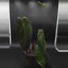 plant/Anthurium Papillilaminum “Gatorskin” xNarrow Besseae Aff)X(Scott Cohen Lost Tag)-4-thumbnail