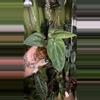 plant/Anthurium Papillilaminum “Gatorskin” xNarrow Besseae Aff)X(Scott Cohen Lost Tag)-2-thumbnail