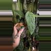 plant/Anthurium Papillilaminum “Gatorskin” xNarrow Besseae Aff)X(Scott Cohen Lost Tag)-1-thumbnail